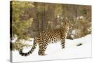 Stretched Canvas