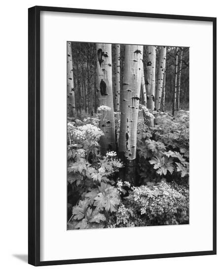 Framed Photographic Print, , large