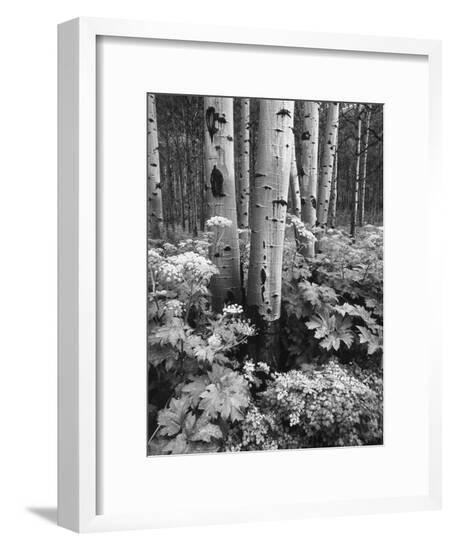 Framed Photographic Print, , large