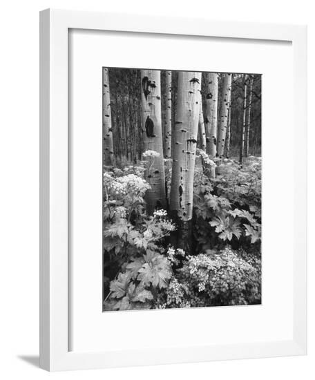 Framed Photographic Print, , large