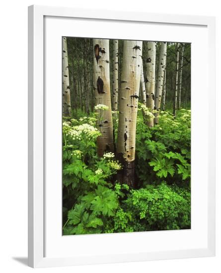 Framed Photographic Print, , large
