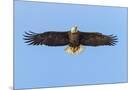 Wood Mount