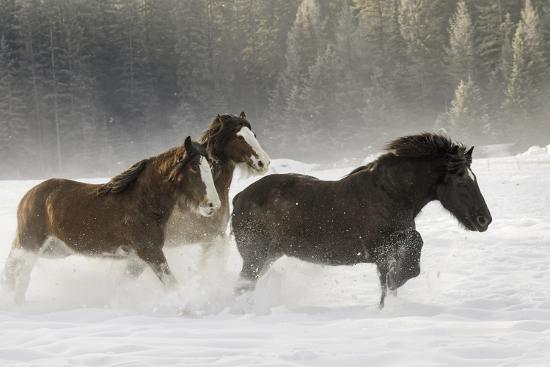 Photographic Print, , large
