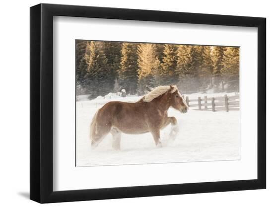 Premium Photographic Print, , large
