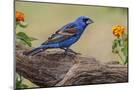 Wood Mount