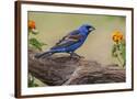 Chelsea Espresso