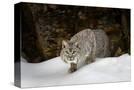 Stretched Canvas
