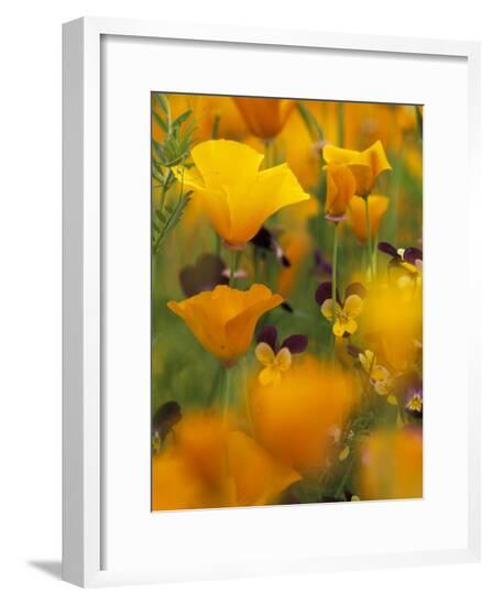 Framed Photographic Print, , large