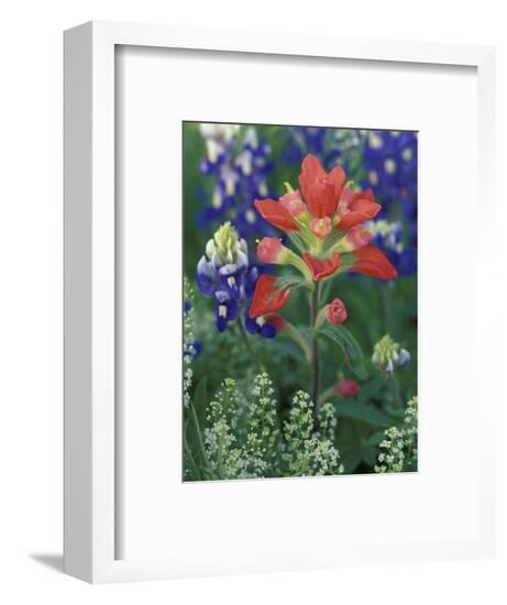 Framed Photographic Print, , large