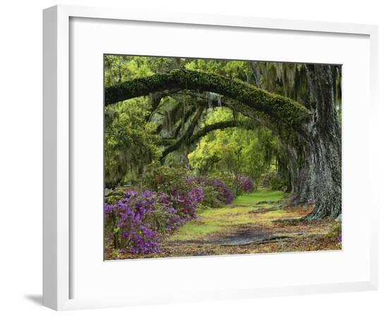 Framed Photographic Print, , large