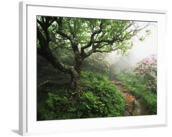 Framed Photographic Print, , large