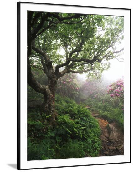 Framed Photographic Print, , large