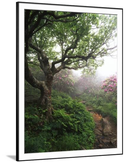 Framed Photographic Print, , large