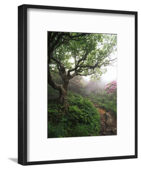 Framed Photographic Print, , large