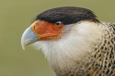 Crested caracara, south Florida-Adam Jones-Photographic Print