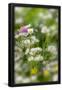 Essential Black