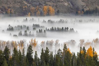 Elevated view of aspen and cottonwood trees in morning mist along Snake River, Grand Teton NP, WY
