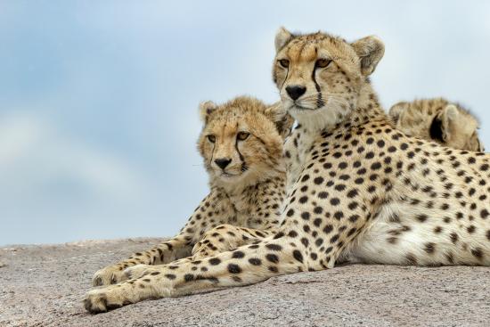 Premium Photographic Print, , large