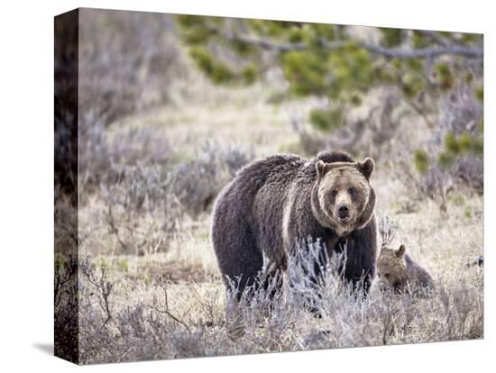 Stretched Canvas Print, , large
