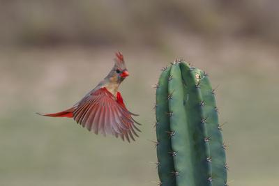 Female northern cardinal in flight, Rio Grand Valley, Texas