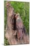 Wood Mount