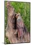Wood Mount