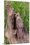 Wood Mount