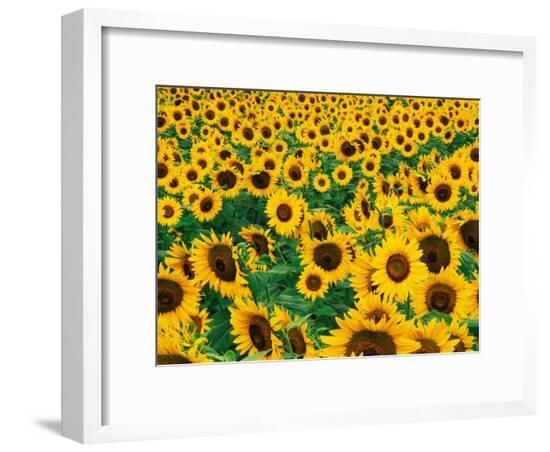 Framed Photographic Print, , large