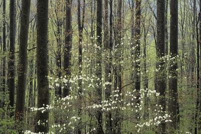 Flowering Dogwood Tree, Great Smoky Mountains National Park, Tennessee, USA