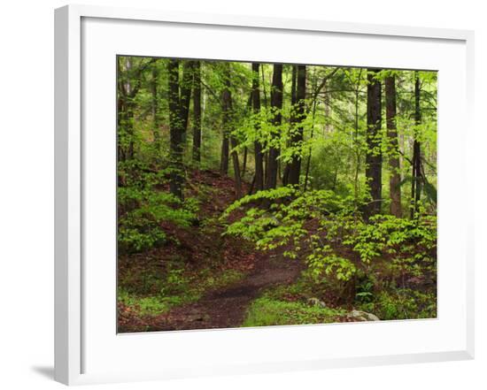 Framed Photographic Print, , large
