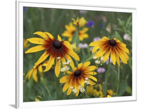 Framed Photographic Print, , large