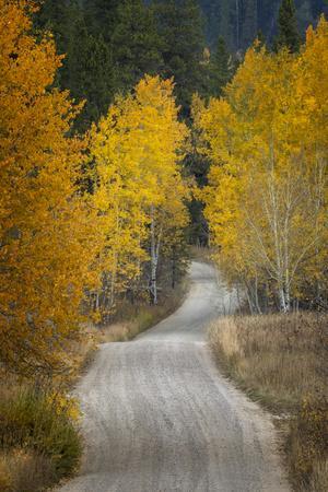 Gravel backroad and autumn aspen trees, Grand Teton National Park, Wyoming