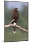 Wood Mount