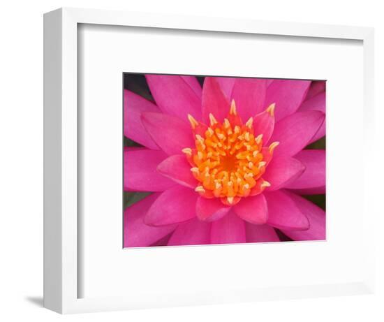 Framed Photographic Print, , large