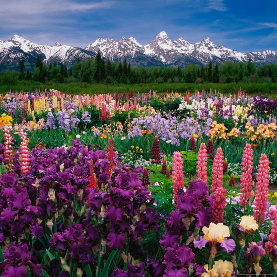 Premium Photographic Print, , large