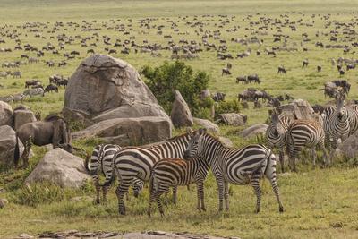 Large wildebeest herd and Burchell's zebras during migration, SerengetiNP, Tanzania, Africa