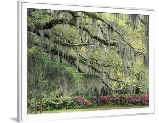 Framed Photographic Print, , large