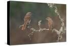 Stretched Canvas