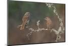 Wood Mount