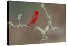 Stretched Canvas