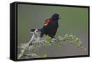Canvas Black