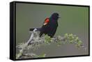 Canvas Black