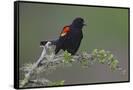 Canvas Black