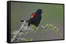 Canvas Black