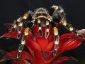 Laminate