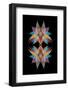 Chelsea Black