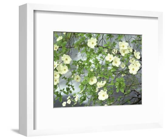 Framed Photographic Print, , large