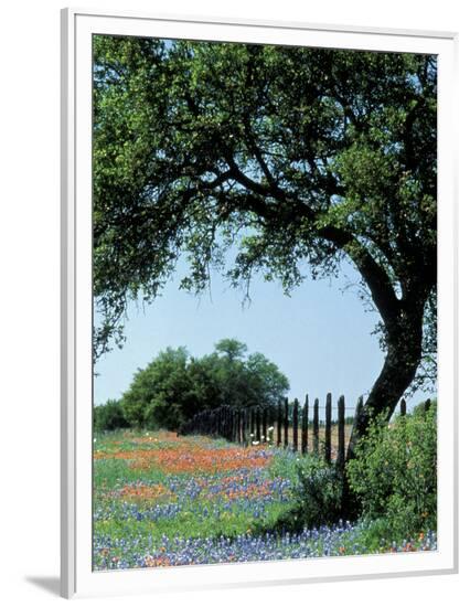 Framed Photographic Print, , large