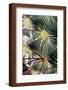Chelsea Espresso