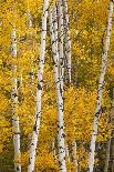 Autumn, aspen trees and Million Dollar Highway, Crystal Lake, Ouray, Colorado-Adam Jones-Premium Photographic Print